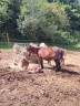 Draagmerrie Ras onbekend Te koop 2013 Bruin / Bai