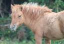 Veulen (vr) Shetland Te koop 2025 Wildkleur ,  HIP HIP HIP DES ISLES