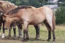 Veulen (vr) Shetland Te koop 2025 Isabel ,  Jump de Touroun