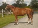 Merrie Belgisch sportpaard Te leen 2018 Vos ,  DIAMANT DE SEMILLY