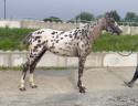 Merrie AES Anglo European Studbook Te koop 2022 Appaloosa