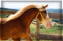 Hengst Welsh Pony (Section D), Welsh Cob  Te koop 2024 Vos ,  Easy Boy de Maïka