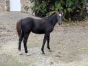 Veulen (vr) Franse rijpony PFS Te koop 2025 Bruin / Bai ,  Very star kerveyer