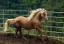 Hengst Paint Horse Te koop 2023 Palomino
