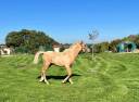 Veulen (ml) Franse rijpony PFS Te koop 2025 Palomino