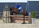 Ruin Welsh Pony (Section C) Te koop 2018 Donker bruin / bai