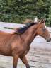 Veulen (ml) Quarter Horse Te koop 2024 Donker bruin / bai ,  EASY SMARTY GUN