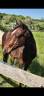 Veulen (ml) Quarter Horse Te koop 2024 Donker bruin / bai ,  EASY SMARTY GUN
