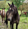 Merrie Akhal-Teke Te koop 2017 Isabel ,  Orion