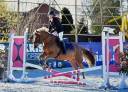 Lieve Ierse sport pony