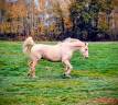 Ruin Welsh Partbred Te koop 2022 Palomino