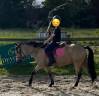 Merrie Welsh Pony (Section B) Half pension 2019 Isabel