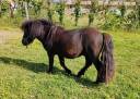 Hengst Shetland Te koop 2024 Zwart ,  VICKING COMMANDERIE