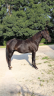 Hengst Quarter Horse Te koop 2023 Zwart
