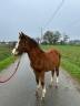 Veulen (vr) Welsh Partbred Te koop 2025 Donker bruin / bai