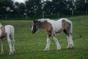Veulen (vr) Gypsy Cob Te koop 2025 Bont