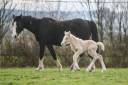 Veulen (vr) Gypsy Cob Te koop 2025 Palomino