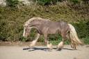 Edelweiss - Gypsy Cob 2022
