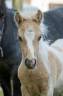 Veulen (ml) Shetland Te koop 2025 Palomino