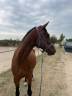 Ruin Bekend ras Te koop 2019 Donker bruin / bai