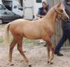 Hengst Welsh Partbred Te koop 2025 Palomino ,  Cremell&rsquo;aux Lays