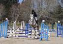 Ruin Franse rijpony PFS Te koop 2018 Schimmel