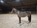 Ruin Franse rijpony PFS Te koop 2015 Donker bruin / bai