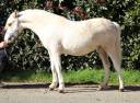 Hengst Welsh Pony (Section A) Te koop 2024 Palomino