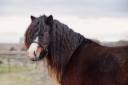 Haston Bluemoon Stars - Amerikaans Miniatuur paard AMHA 2017 ,  BRUCE DU CAP DE LA COSTE