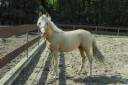 Dekhengst Nederlandse pony Te koop 2024 Palomino ,  Winston&rsquo;s Lisandro