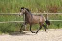 Hengst Lusitano Te koop 2023 Schimmel ,  MAGISTRAL DE LA COMBE