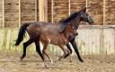 Draagmerrie Trakehner Te koop 2010 Bruin / Bai ,  SOLERO