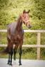 Merrie AES Anglo European Studbook Te koop 2022 Donker bruin / bai ,  VITALIS