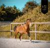 Veulen (ml) Lusitano Te koop 2024 Donker bruin / bai ,  Ouro JLC