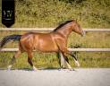Veulen (ml) Lusitano Te koop 2024 Donker bruin / bai ,  Ouro JLC