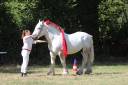 Dekhengst Percheron Te koop 2017 Schimmel ,  vasco de theuret