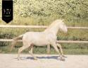 Veulen (ml) Lusitano Te koop 2025 Cr&egrave;me ,  Ouro JCL