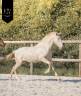 Veulen (ml) Lusitano Te koop 2025 Cr&egrave;me ,  Ouro JCL