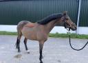 Mooie sport pony met spullen