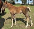 Merrie Franse rijpony PFS Te koop 2025 Koffie vos ,  LUCCIANO