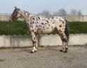 Ruin AES Anglo European Studbook Te koop 2022 Appaloosa