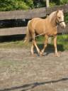Ruin Franse rijpony PFS Te koop 2022 Palomino ,  Vertigo de Ch&acirc;telain