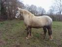 Ruin Percheron Te koop 2021 Schimmel ,  drageur du caroi