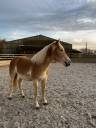 Merrie Haflinger Te koop 2022 Lichte manen en staart