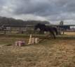 Merrie Dartmoor Te koop 2022 Donker bruin / bai
