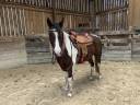Ruin Paint Horse Te koop 2020 Bontzwart