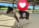 Ruin Paint Horse Te koop 2020 Bontzwart