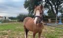 Merrie Welsh Pony (Section A) Te koop 2022 Overige kleuren