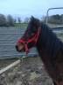 Ruin Franse rijpony PFS Te koop 2022 Donker bruin / bai ,  RABOLIOT D'ARQUETAN