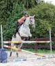 Merrie Lusitano Te koop 2014 Schimmel